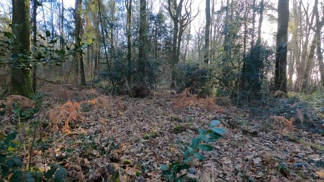chasse bécasse setter anglais смотреть онлайн