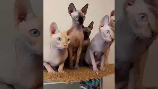 Инопланетные создания - Сфинксы ( Питомник Barhatnie Lapki) смотреть онлайн