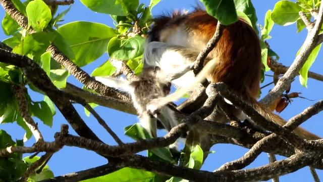 Red Colobus Monkey on Zanzibar смотреть онлайн