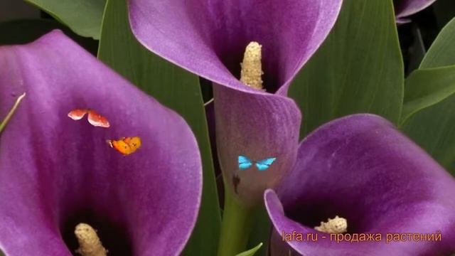 Калла обыкновенная Аметист (ametist ametist) ? Аметист обзор: как сажать, луковицы каллы Аметист смотреть онлайн