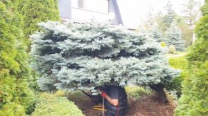 Как правильно подстричь самую красивую голубую ель Глаука Глобоза! Вид до и после стрижки.