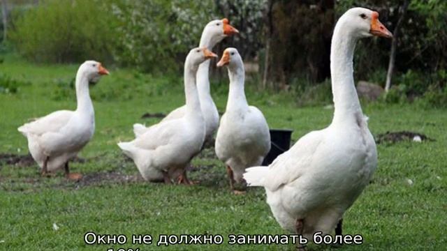 Разведение гусей в домашних условиях смотреть онлайн