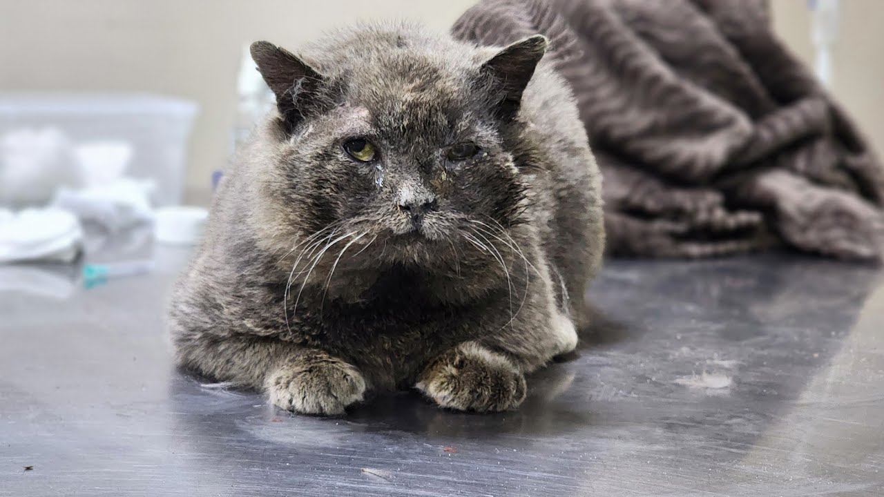 2 умирающих кота за последние несколько дней. смотреть онлайн