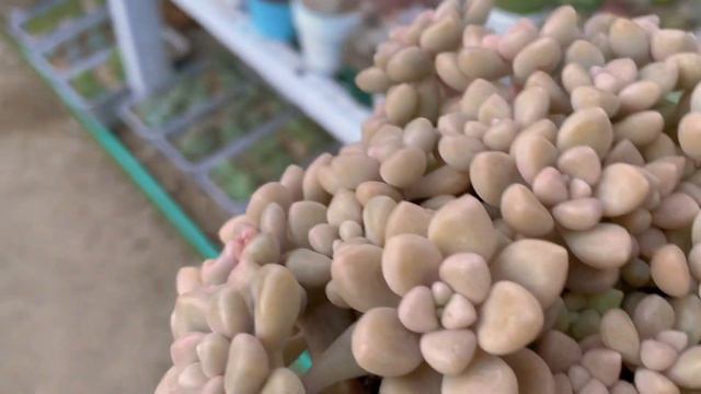【#68】My Gollum Jade is more colorful now than before😍|aurora,pachyveria bea,pearl necklace смотреть онлайн
