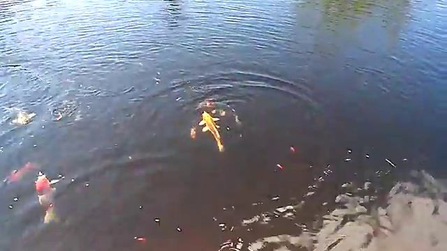 китайский карась смотреть онлайн