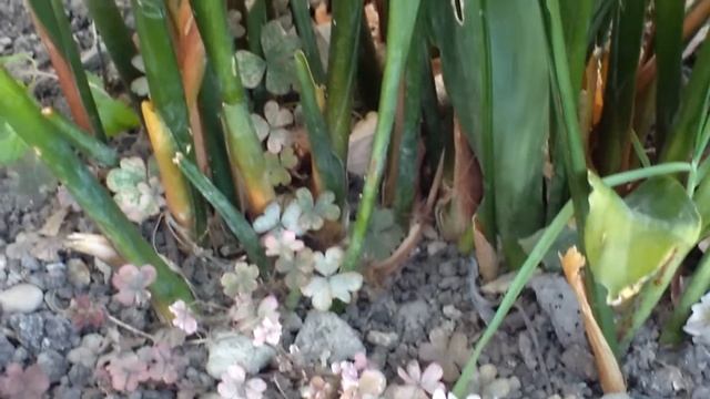 Aspidistra Elatior (Lead Plant)