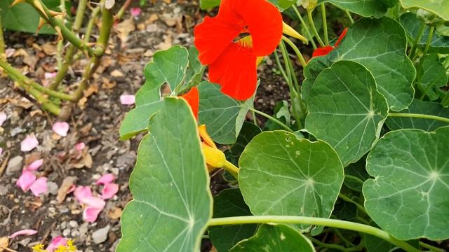 Настурция на дачном участке. Настурция. Капуци́н. Дачный участок в Германии. 4K видео смотреть онлайн