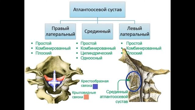 Соединения костей туловища смотреть онлайн