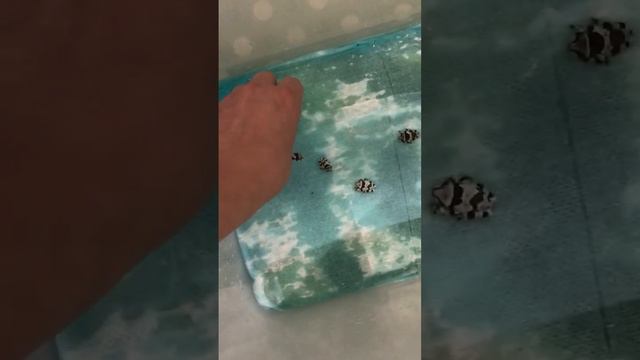 Гоняюсь за лягушатами #квакша #арлекин #лягушка #жабовиднаяквакша #milkfrog #жаба #лягушонок #frog смотреть онлайн