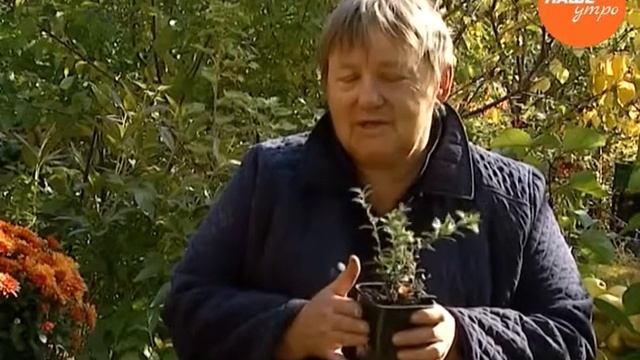 Садовые истории – Надежда Черненко советует, как выращивать бруснику смотреть онлайн