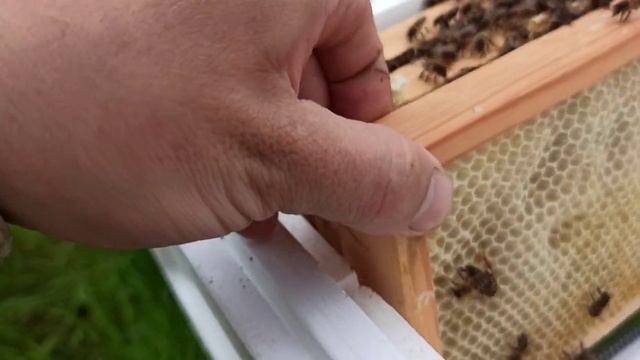 Новые нуклеусы из ППС, подселяем неплодные матки Украинской Степной смотреть онлайн