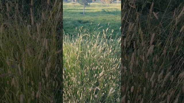 #сурхандарё .город Термез смотреть онлайн