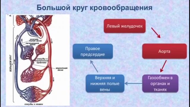 8 класс биология. Типы кровеносных систем и круги кровообращения. Серик А 8 Е смотреть онлайн