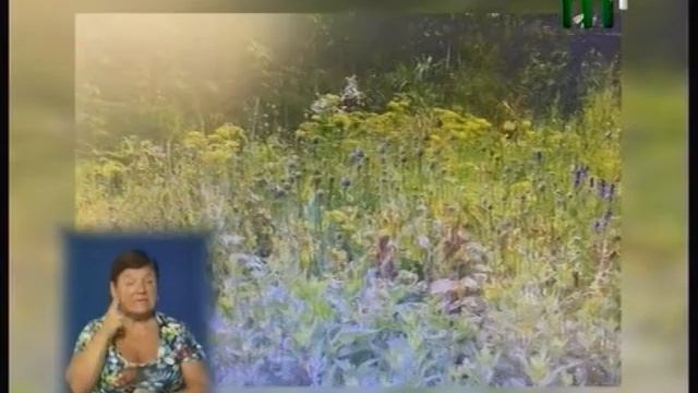 На Свалявщині правоохоронці виявили незаконні посіви маку смотреть онлайн