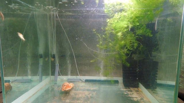 карпы кои в аквариуме 9 день time lapse смотреть онлайн