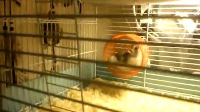 Спортсмен, хомяк. Сальто, манки, стрикассат.