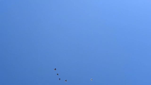 Мои бойные голуби немного полёта в жару, и мраморные пискуны. смотреть онлайн