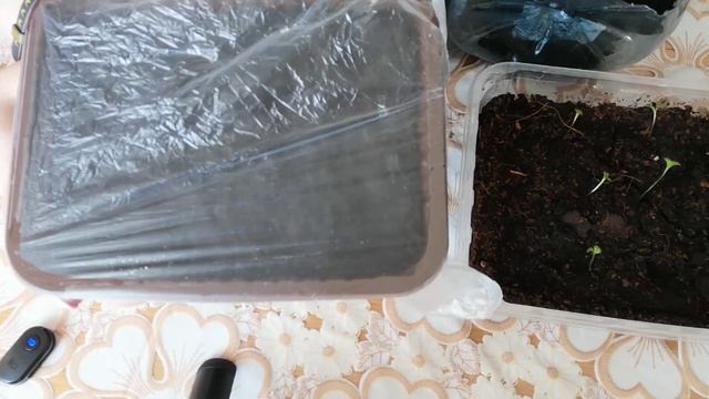 Посадка астр смотреть онлайн