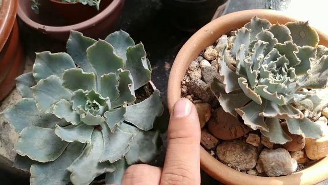Echeveria Shaviana Peregrina VS E. Shaviana смотреть онлайн