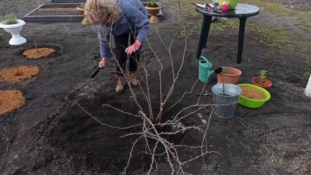 Как сажать смородину весной смотреть онлайн
