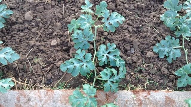 76.Арбузы Борьба за урожай продолжается смотреть онлайн