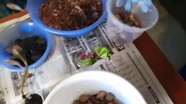 Мой новый житель !!! ЛУДИЗИЯ смотреть онлайн