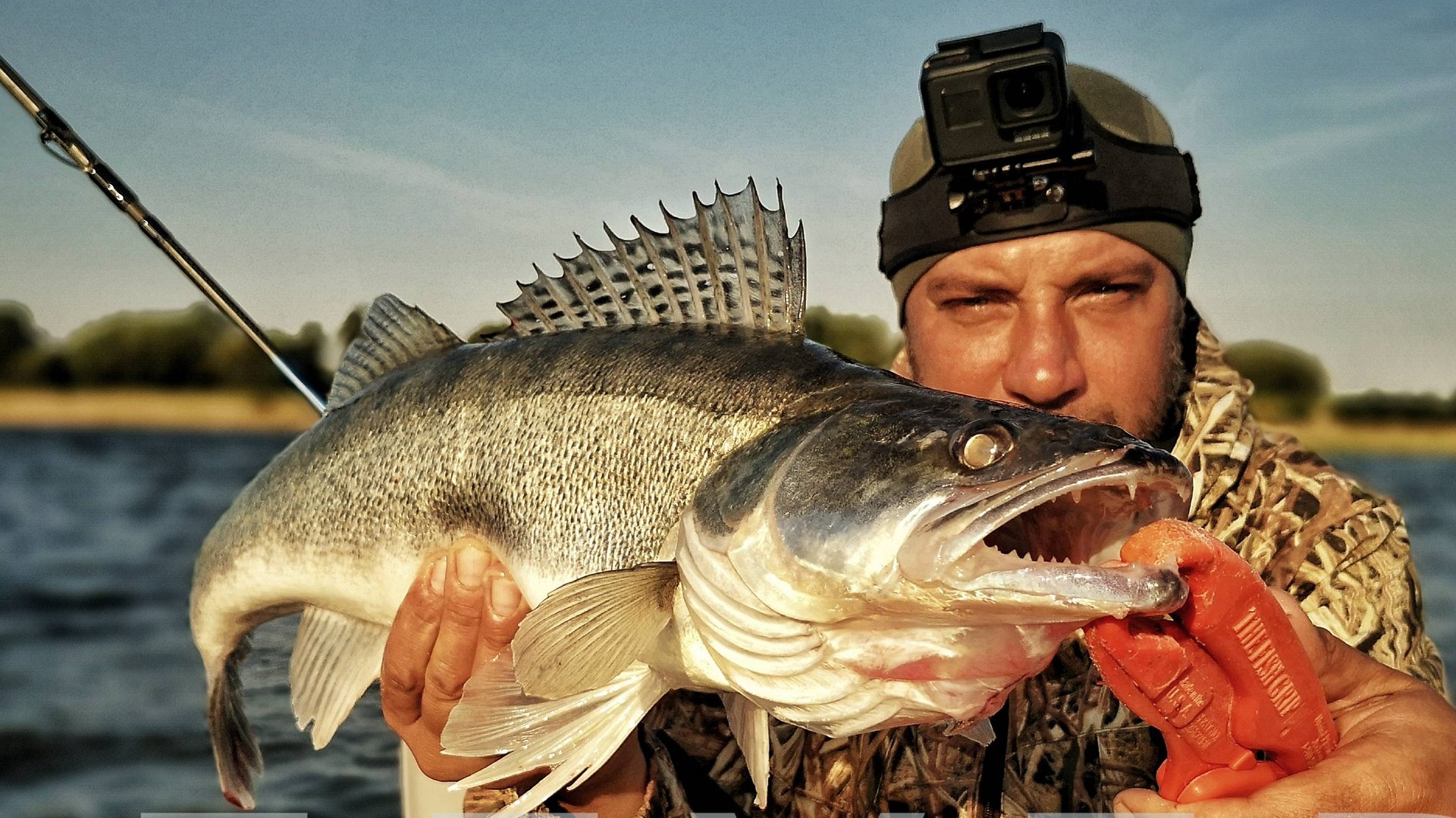 Река Ахтуба, июнь 2019 (часть 3) О двух УЛОВИСТЫХ приманках REEF RUNNER 800 и АГРЕССОР 125