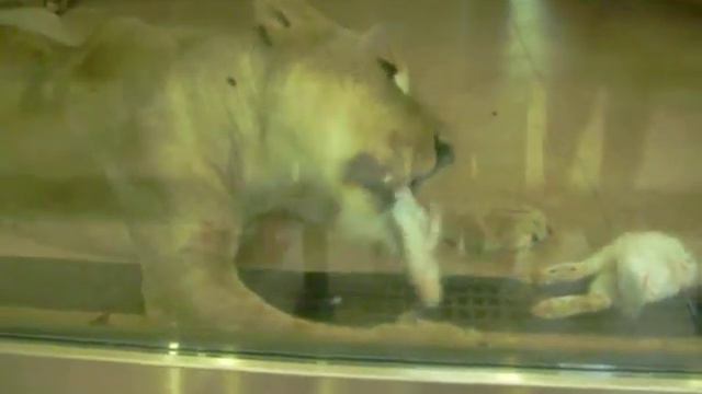 Львица ест кролика смотреть онлайн