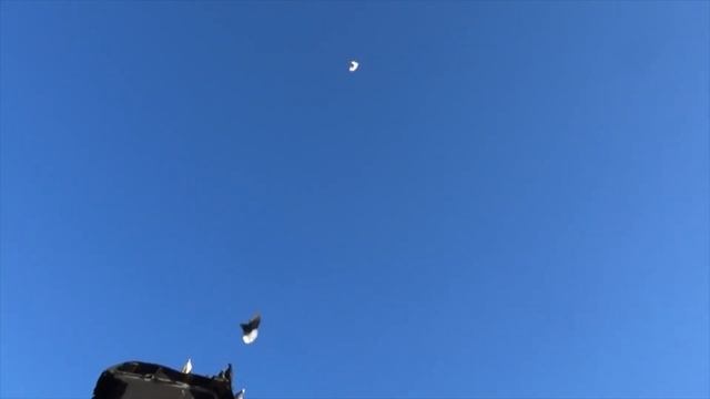 Белая голубка Михалыча 2017г. смотреть онлайн