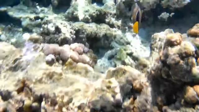 Королевский Ангел смотреть онлайн