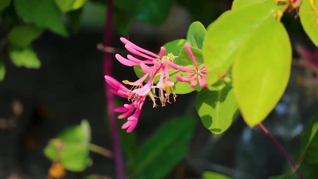 Сура 49. Аль Худжурат. смотреть онлайн