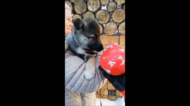 Щеночек ест. смотреть онлайн
