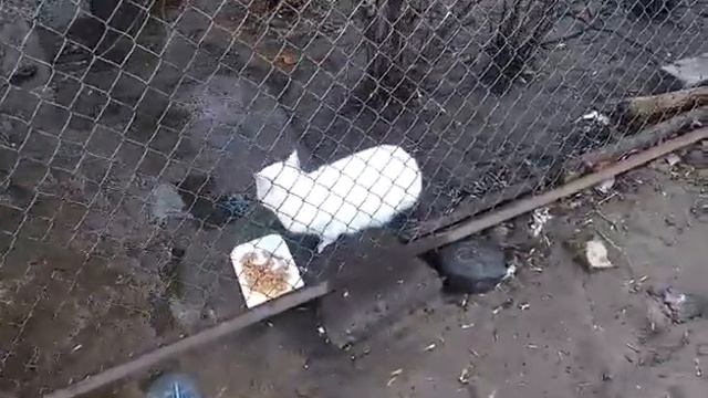 Обідаємо під звуки сирени повітряноі тривоги смотреть онлайн