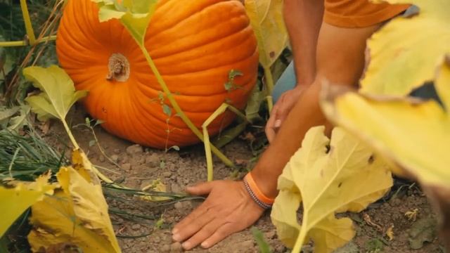 How to Grow a Pumpkin Patch : Pumpkin Gardening смотреть онлайн