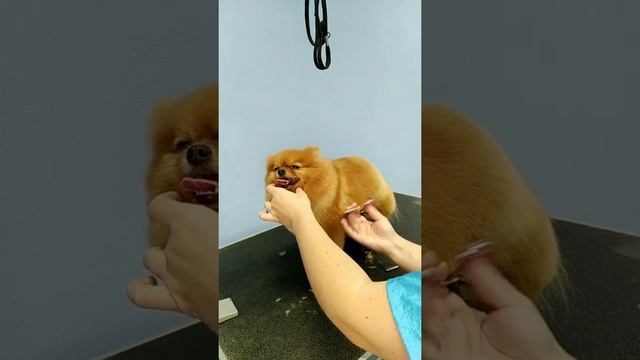 Стрижка шпица смотреть онлайн