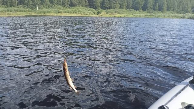 Покатушки. Мини-рыба. Сысерть. #рыбалканаурале смотреть онлайн