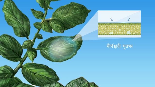 Infinito for Late Blight disease management - Bengali বাংলা смотреть онлайн