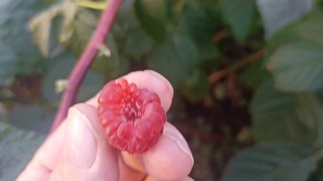 Маравилла удивила в октябре ягоды огромные смотреть онлайн