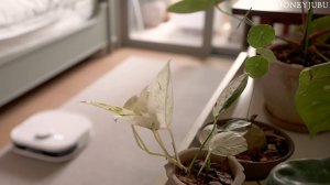 Honeyjubu Создайте приятную атмосферу уборки | Робот-пылесос | Убирайтесь вместе со мной