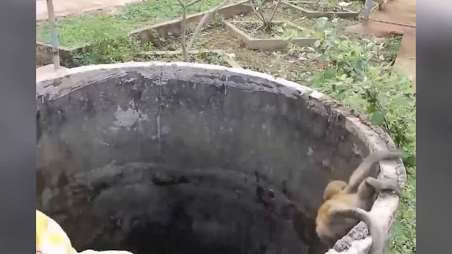 Animals That Asked People for Help & Kindness Ep 31 смотреть онлайн