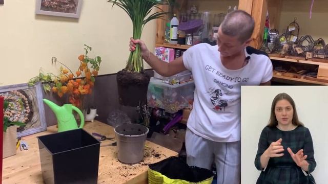Пересадка большого хризалидокарпуса { СУРДОПЕРЕВОД } что лучше выбрать горшок или кашпо смотреть онлайн