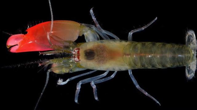 Креветки. Описание и факты. Краткий обзор. смотреть онлайн