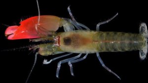 Креветки. Описание и факты. Краткий обзор.