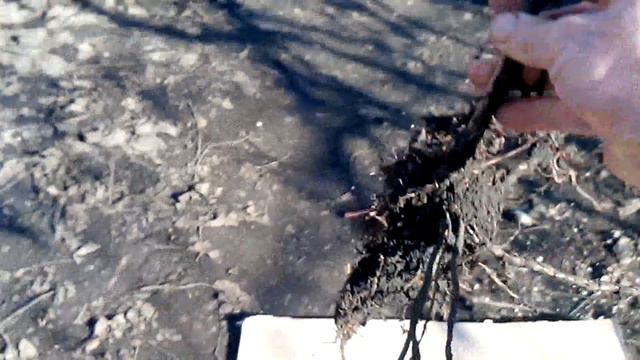 Как я подготавливаю саженец винограда к посадке смотреть онлайн