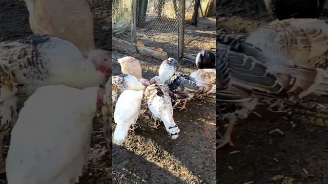 Как растут индюки 🦃и начинают с нами общаться🙂. смотреть онлайн