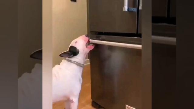 Прикольные видео с животными #80 / забавные животные / милые животные / смотреть онлайн