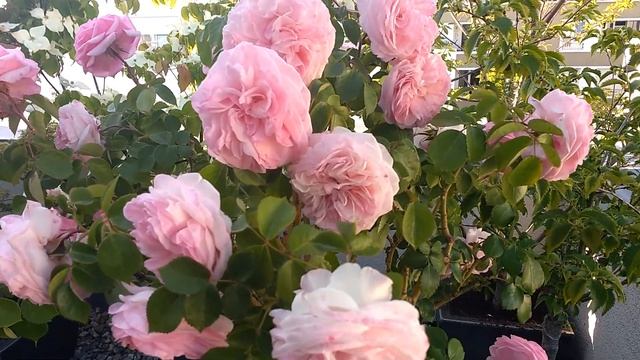 Rose Maria Theresia | Tantau | Rosenvideo | Gartenfein [HD]
