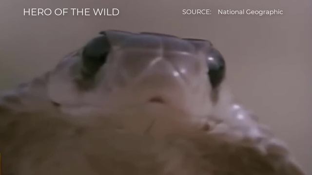 TOP MONGOOSE ATTACKS SNAKE MOMENTS || Snake - Mongooses' Favorite Food смотреть онлайн