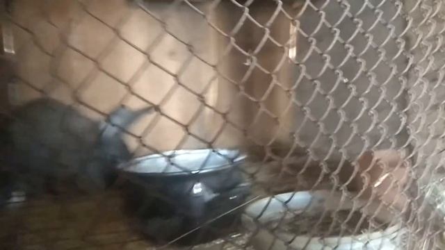 В одну корзину яйца не складывают. Все о кролиководстве. смотреть онлайн