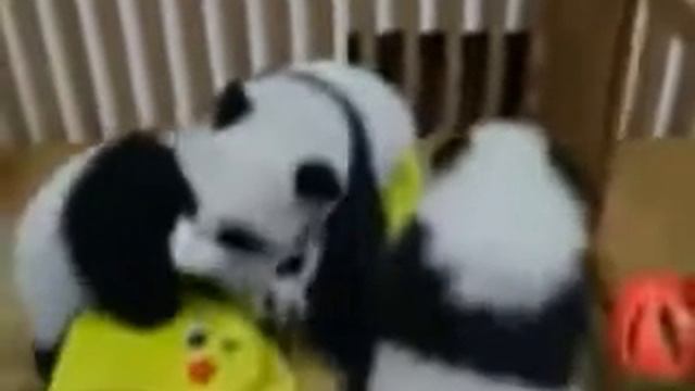 Панда мишки, смешные, как игрушечные смотреть онлайн